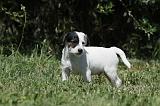 PARSON RUSSEL TERRIER 135